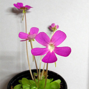 [식충식물]벌레잡이제비꽃(핑크) : 화분지름9cm