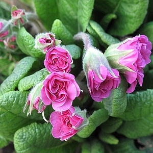 [초화류]프리뮬라(겹꽃)-장미앵초 핑크 : 화분지름9cm