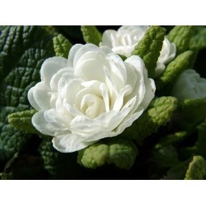 [초화류]프리뮬라(겹꽃)-장미앵초 화이트 : 화분지름9cm
