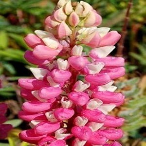 [어린모종]루피너스-핑크쉐이드(중형종) : 화분지름7cm